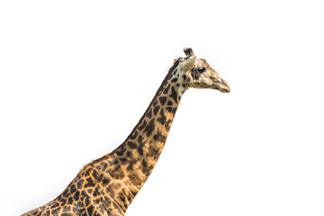 Giraffe in profile isolated on white