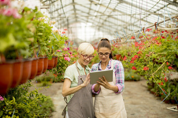 Two senior and young  florist women  selecting flowers while looking instructions from a tablet