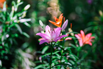 ゆりの花