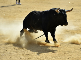 bull in spain in a traditional spectacle in bullring