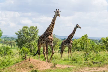 Crédence de cuisine en verre imprimé Girafe Girafe mâle et femelle