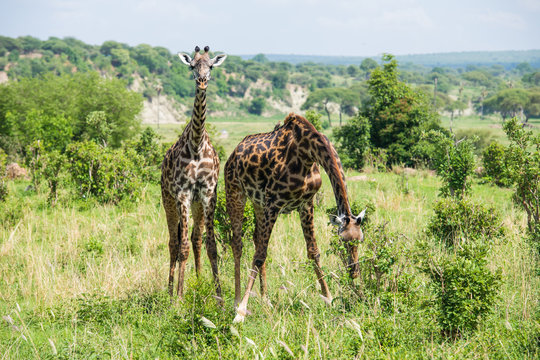 Pair of giraffes. Male is hiding his head and female is watching to the camera