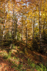 Fototapeta premium Autumn light in forest