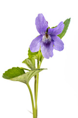 Beautiful violet spring viola flower, Viola reichenbachiana, dog violet, with branches and leaves isolated on white - 210048257