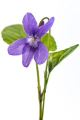 Beautiful violet spring viola flower, Viola reichenbachiana, dog violet, with branches and leaves isolated on white - 210048298