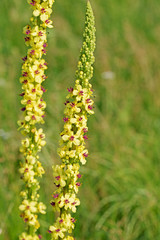 Obraz premium Schwarze Königskerze, Verbascum nigrum,