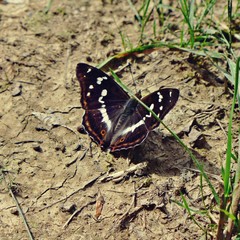 Schmetterling (Großer Eisvogel) sitzt auf dem Waldboden