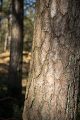 Baumstämme von Kiefern im Wald