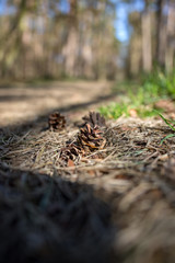Waldweg von unten mit Kieferzapfen