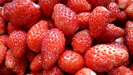 ripe and sweet wild strawberry. harvest of juicy berries close-up