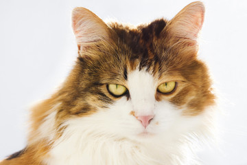 Obraz premium Portrait of cat close-up isolated on white background. Angry cat