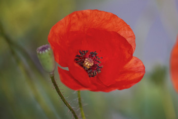 one flower of a wild field poppy in a meadow