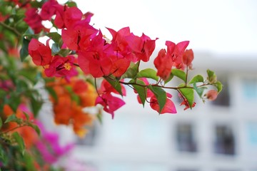 Bougainvillea has a blurred background.