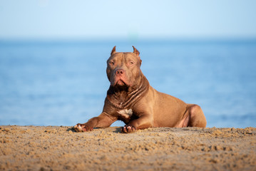 american pit bull terrier dog lying down on the beach