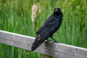 Carrion crow perched on a wooden fence post