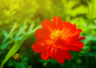 The morning sun shines on a red flower. On a green background