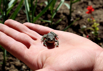 the frog is sitting on a man's hand and is going to jump