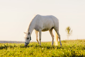 Obraz na płótnie Canvas Young white horse eating grass from a field.