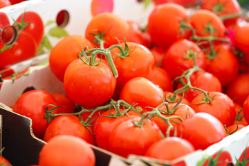 Fresh tomato. A group of fresh tomatoes on sell in the fresh market.