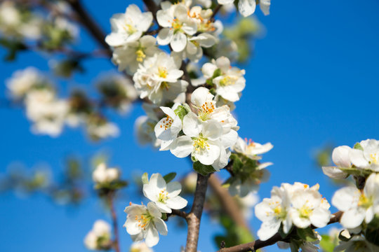 Blooming Apple tree in white. Flowering branches of Apple on a background of blue sky in the spring