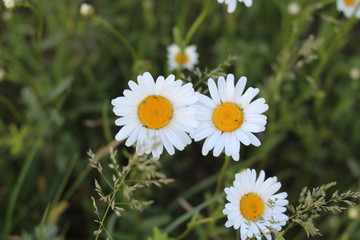 Chamomile field flower