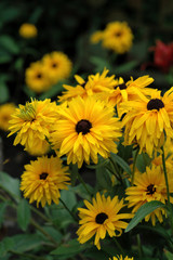 Yellow chamomiles in the garden