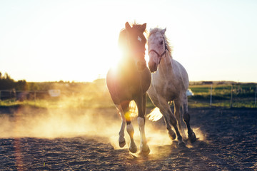 White and dark horse gallopading in the sand