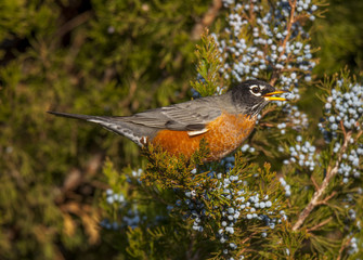 American Robin