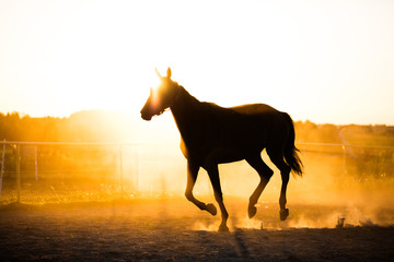 Black horse running in the paddock in the sunset.