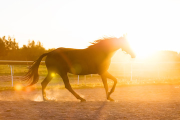 Purebred horse running in the padlock in the sunset.