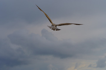 A seagull hovering over the ocean