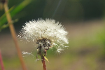 a ray of light pierces a fluffy dandelion