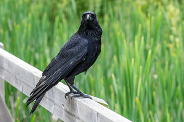 Carrion crow perched on a wooden fence post