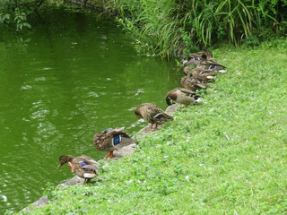 Enten betreiben Federpflege