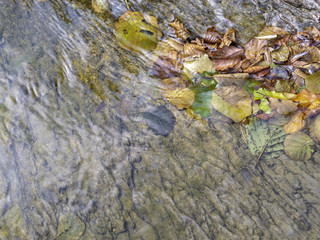 Fallen autumn leaves in shallow water of a river with slate bottom