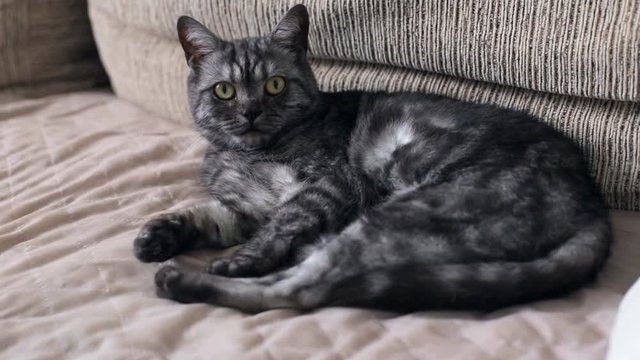Черно серый окрас кошек