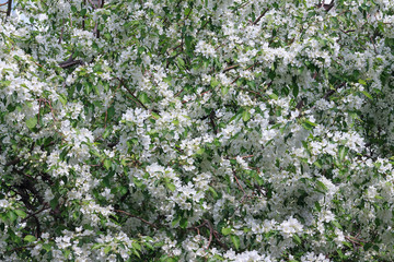 Blooming apple tree. Spring background.
