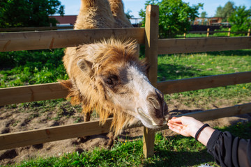 camel. feeding animal. weekend in zoo