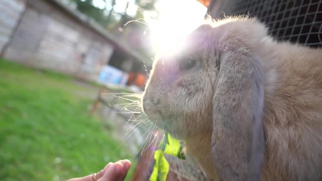 Chewing muzzle child in the village on grandparents farm feeds rabbit with fresh green grass closeup
