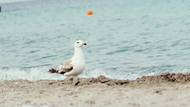 Seagull on the ocean beach. Bird on beach sand looking for food.