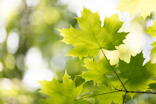 Green maple leaves