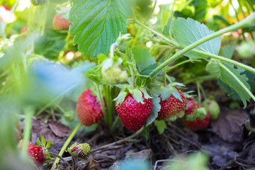a few berries of red strawberries, hanging on a green bush, in the garden