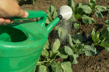 watering from a garden watering can of a young green cabbage plant in the garden