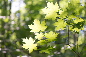 Green maple leaves