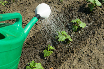 watering from the garden watering cane beds with growing shoots of cucumbers