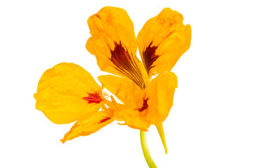 nasturtium flowers isolated