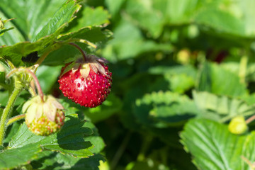 berries of red strawberries growing on a bush in a forest in nature, in summer in sunny weather, closeup