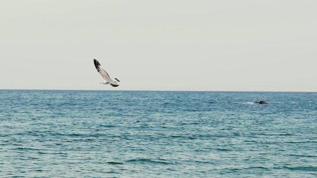 Seagulls flying in slow motion