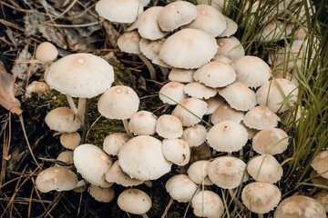 A lot of white mushrooms