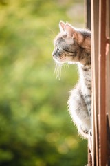 Obraz premium Portrait of a cat sitting on the edge